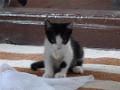website 2013 Woody Kitten
